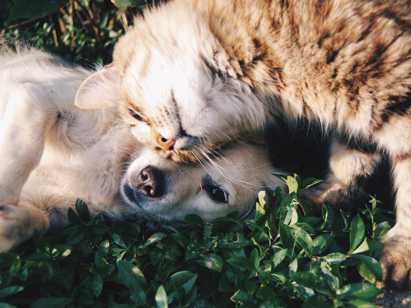 Cat and a dog lying on grass